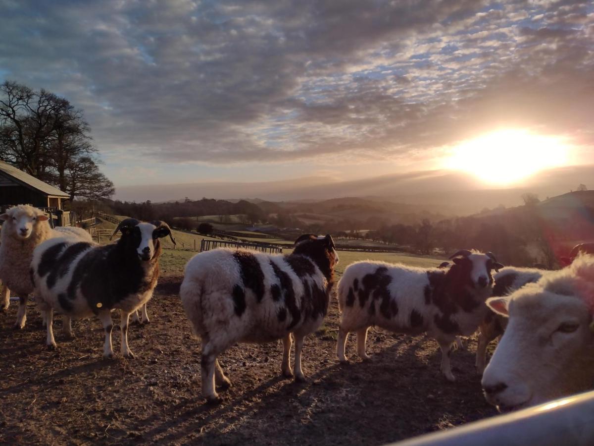 Shepherd'S Watch Cottage - 5* Cyfie Farm With Private Hot Tub Llanfyllin Exterior foto